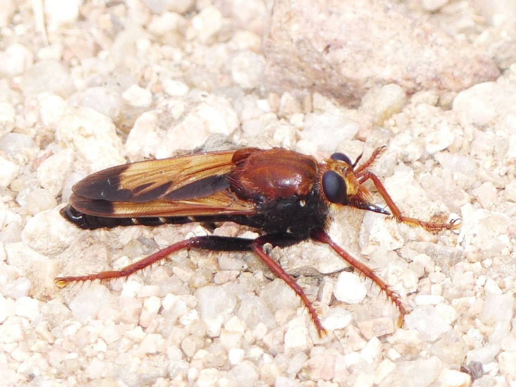 Cosa non si fa per una foto! (Asilus barbarus)